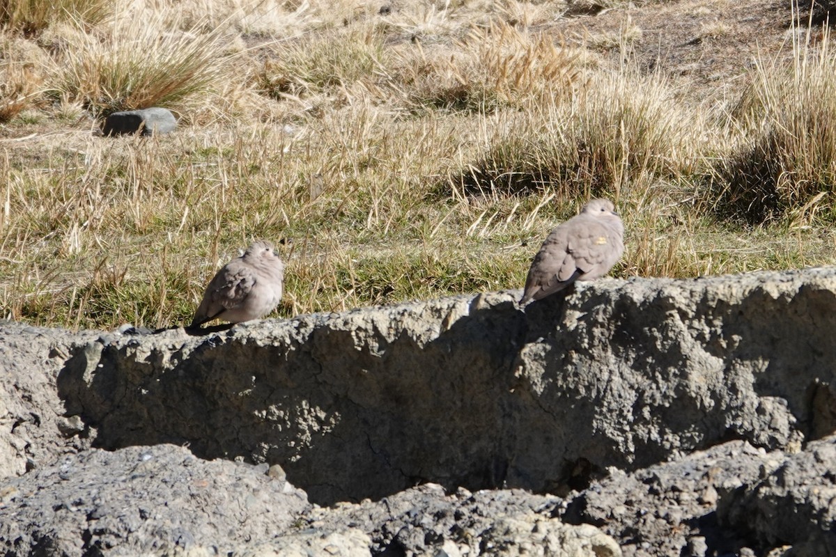 Golden-spotted Ground Dove - ML641978686