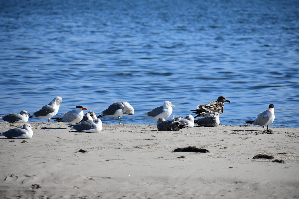 Western Gull - ML641978700