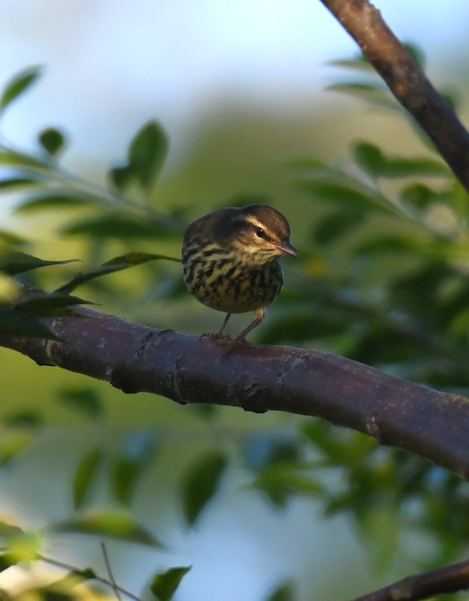 Northern Waterthrush - ML641978703