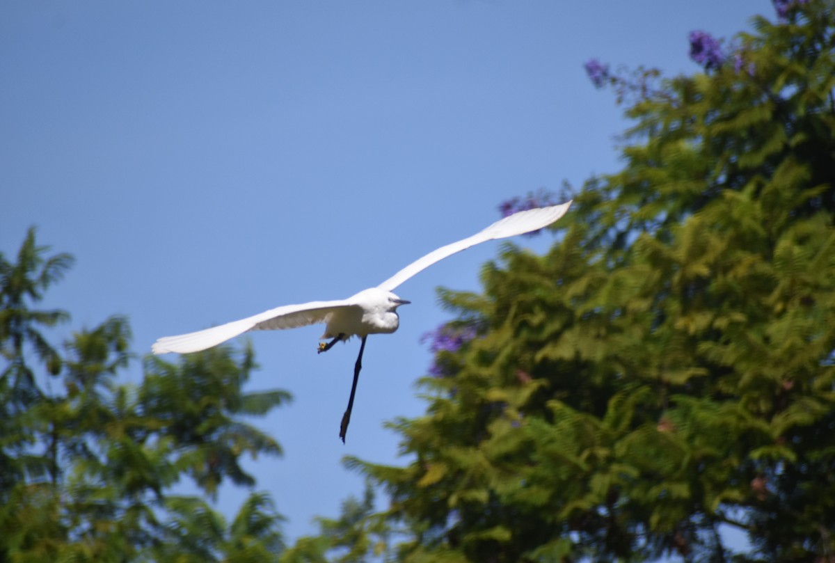 Little Egret - ML641978730