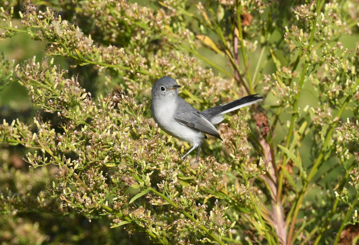 Blue-gray Gnatcatcher - ML641978731
