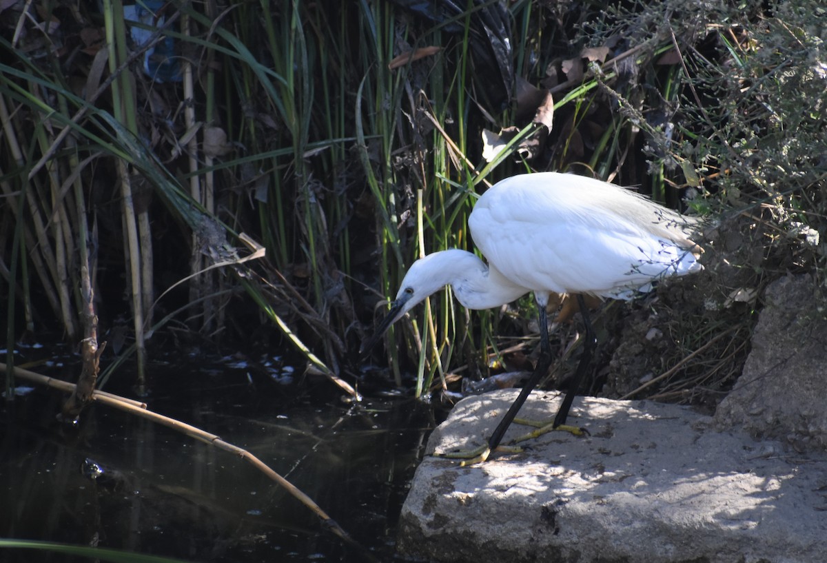 Little Egret - ML641978732