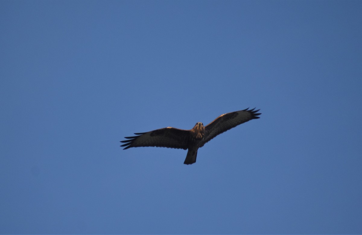 Mäusebussard - ML641978744