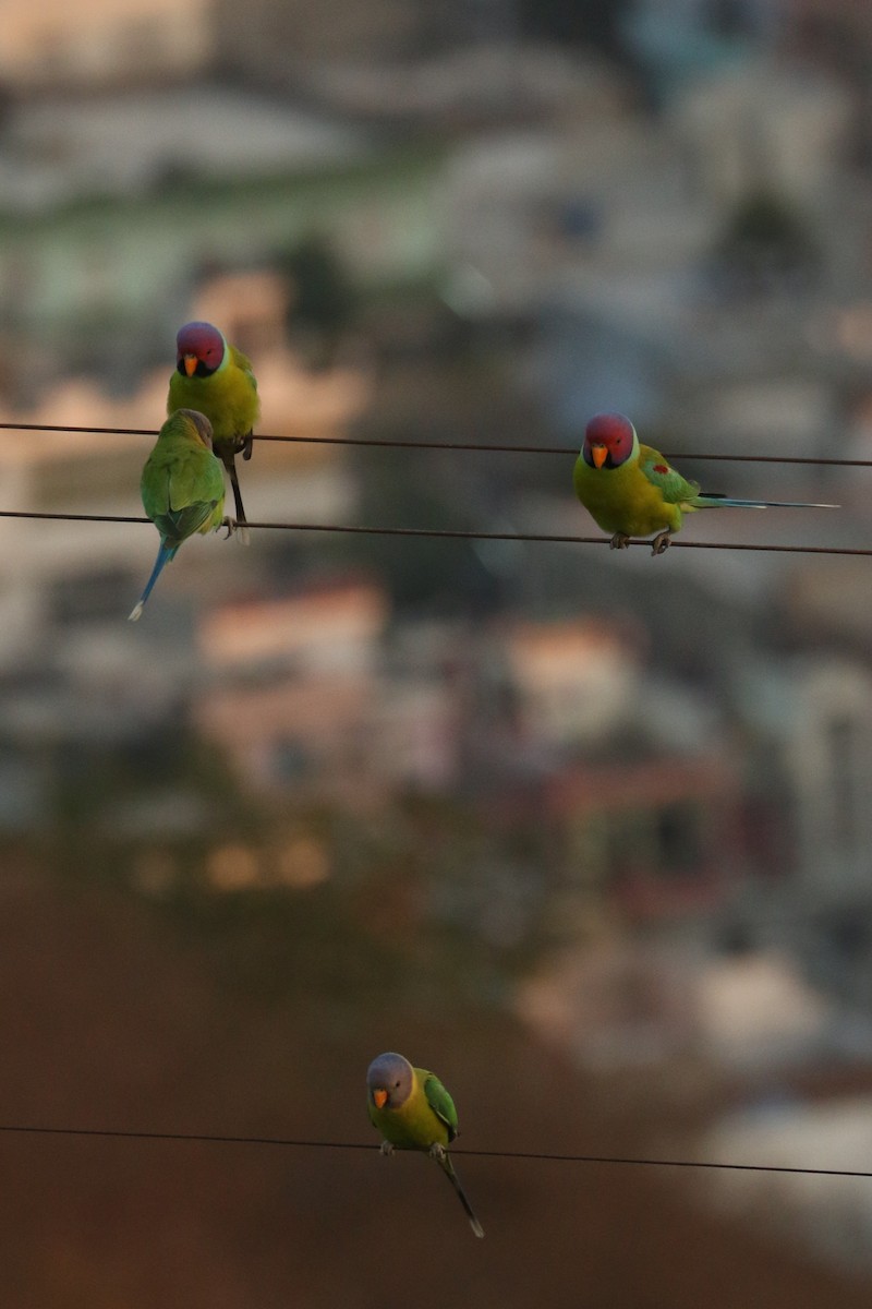 Plum-headed Parakeet - ML641978751
