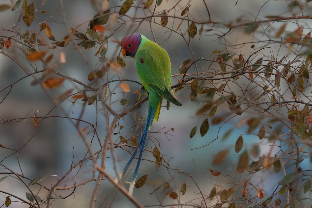 Plum-headed Parakeet - ML641978752