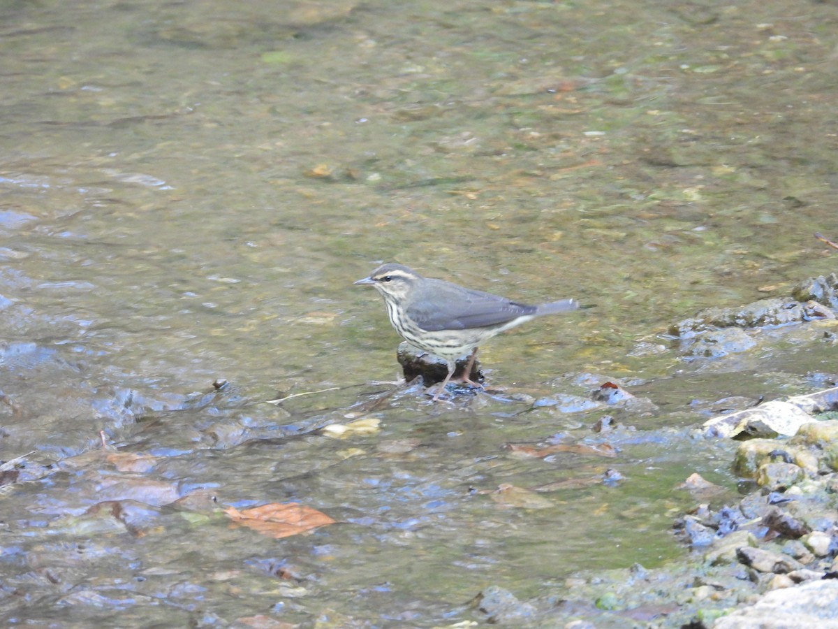 Northern Waterthrush - ML641978780