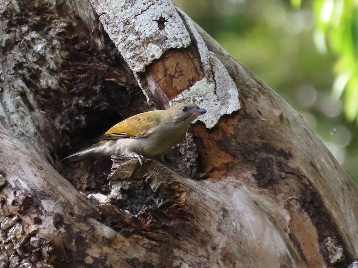 Pallid Honeyguide - ML641978781