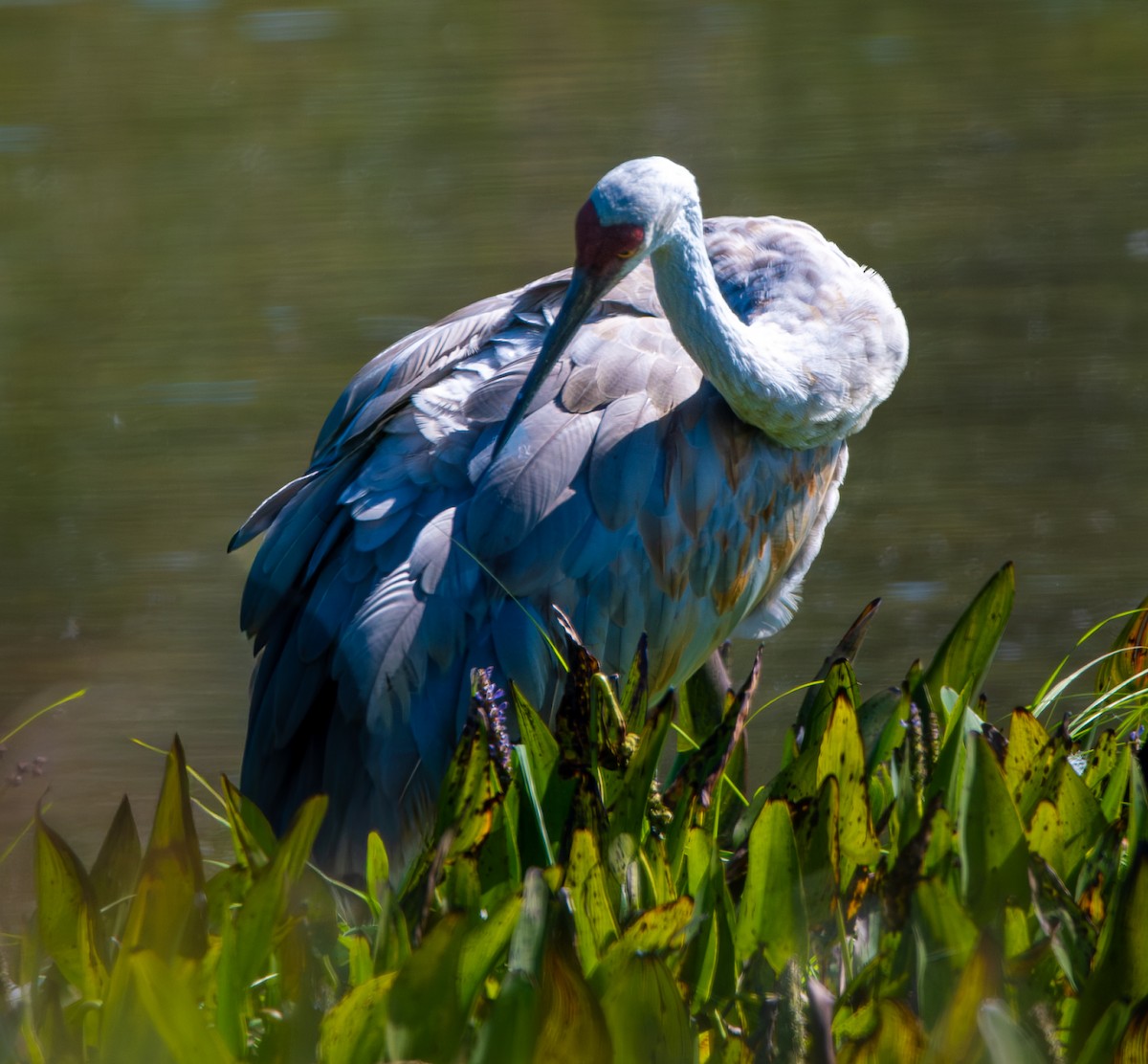 Sandhill Crane - ML641978783