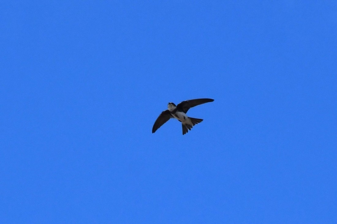 Bank Swallow - ML641978787