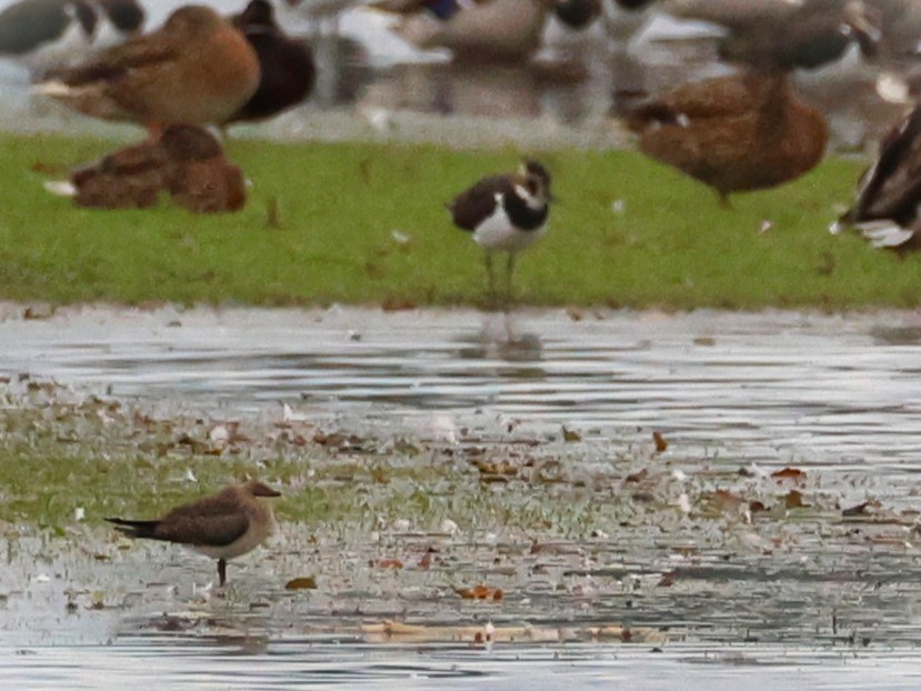 Black-winged Pratincole - ML641978792