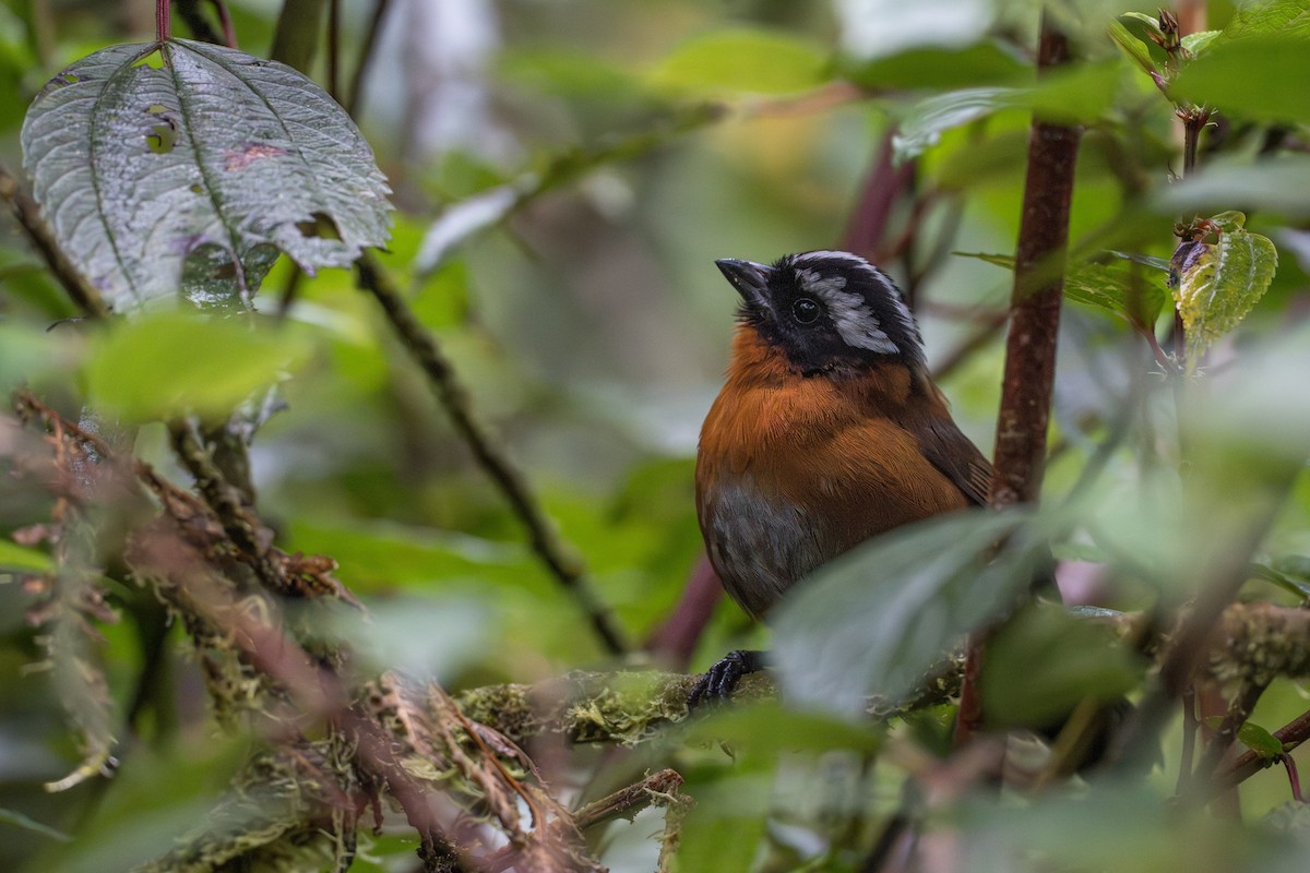 Tanager Finch - ML641978798