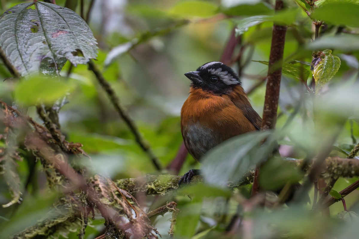 Tanager Finch - ML641978799