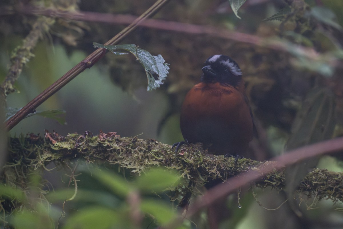 Tanager Finch - ML641978800