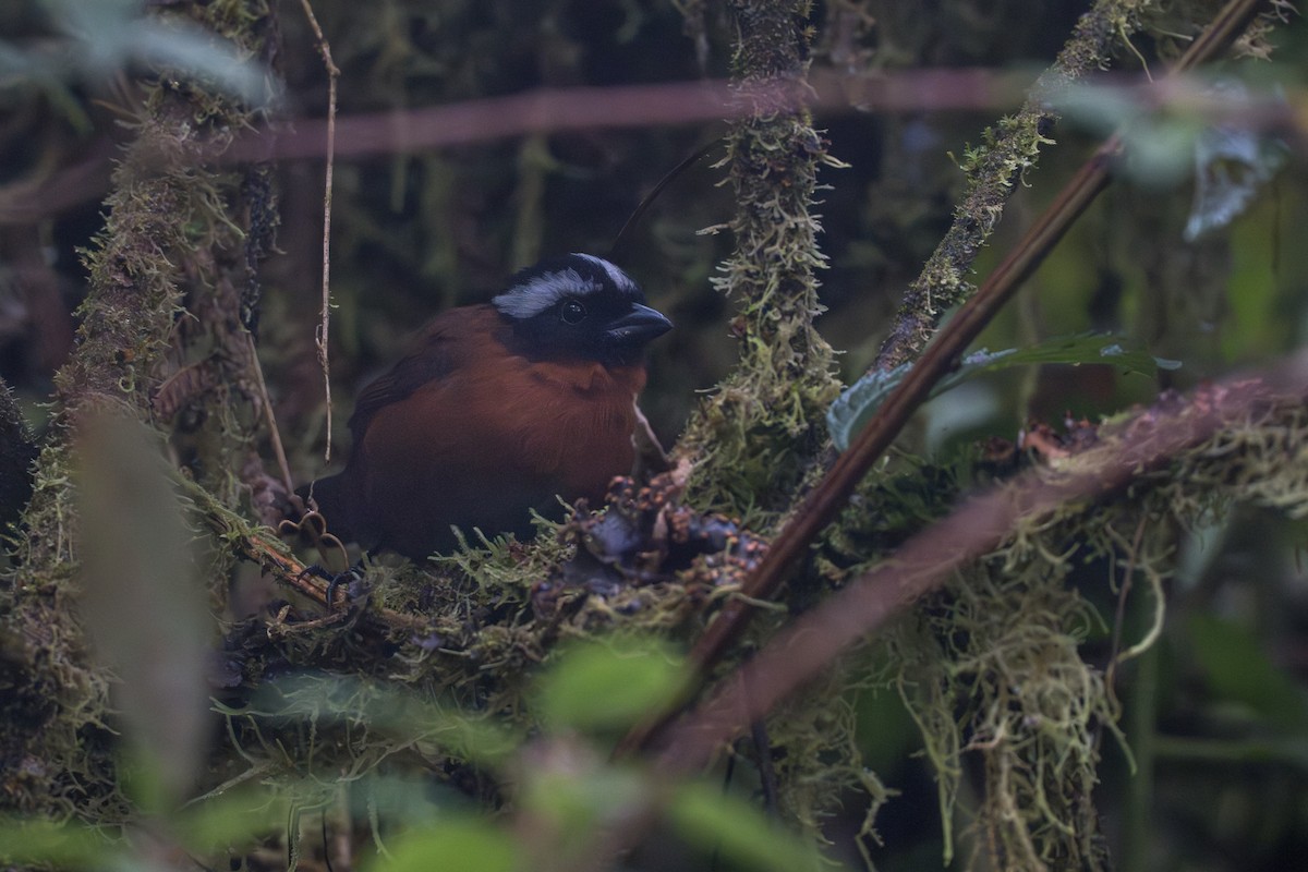 Tanager Finch - ML641978801