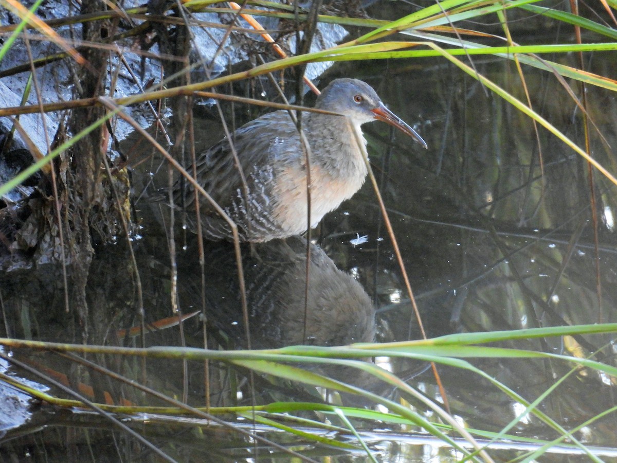 Clapper Rail - ML641978821