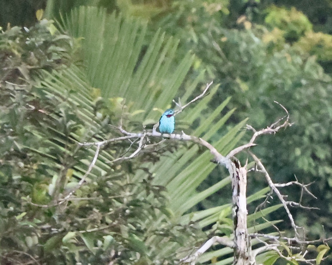Spangled Cotinga - ML641978828