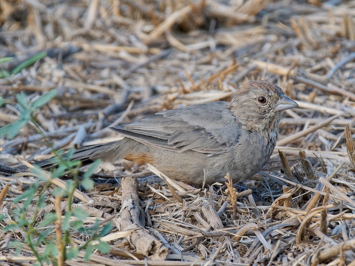 Canyon Towhee - ML641978869