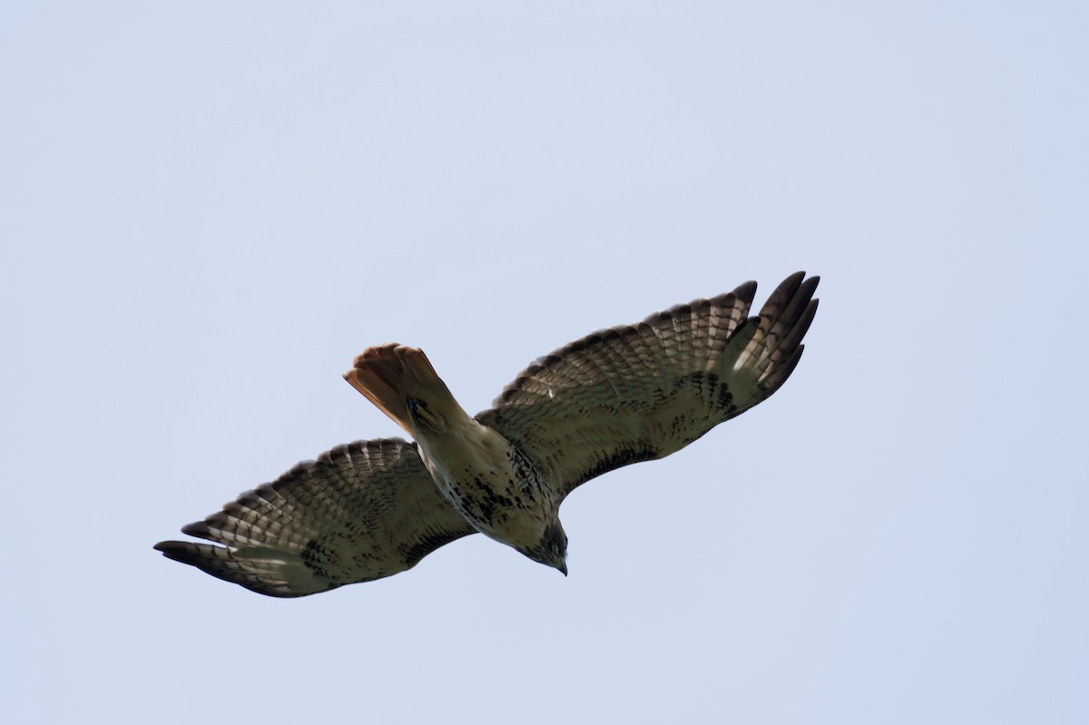 Red-tailed Hawk - ML641978878