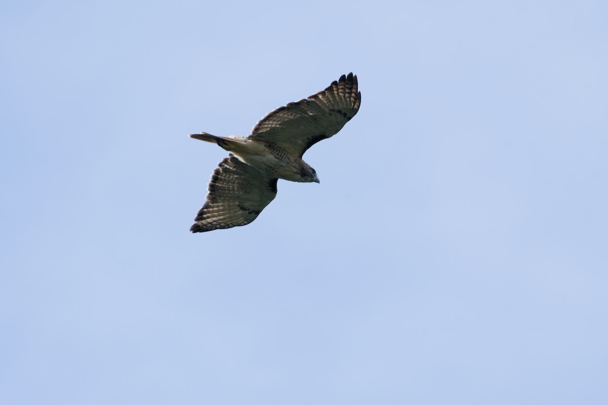 Red-tailed Hawk - ML641978879