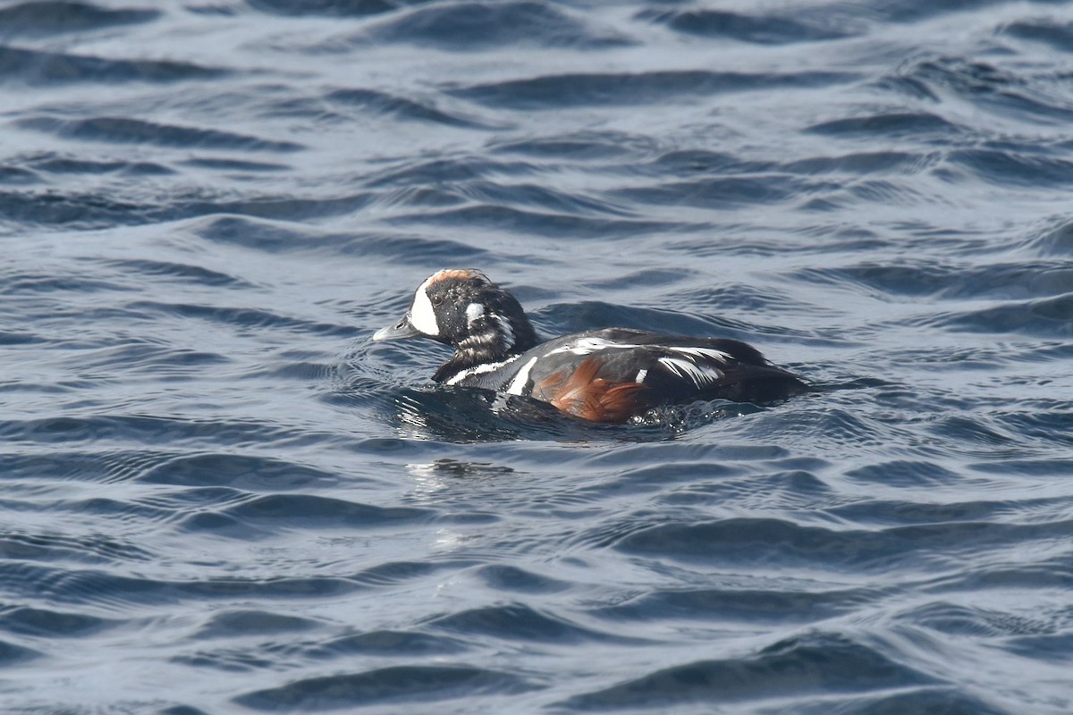 Harlequin Duck - ML641978882