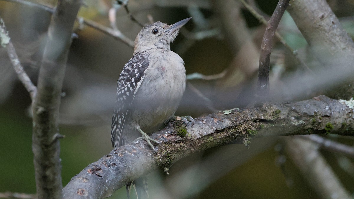 Red-bellied Woodpecker - ML641978894