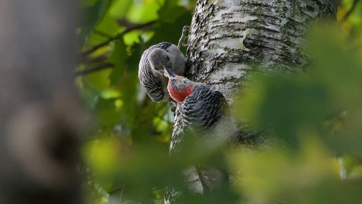 Red-bellied Woodpecker - ML641978895