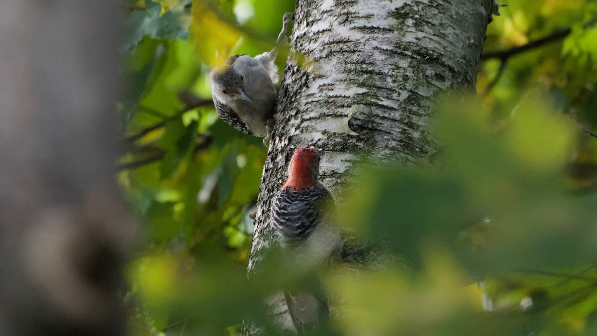 Red-bellied Woodpecker - ML641978896