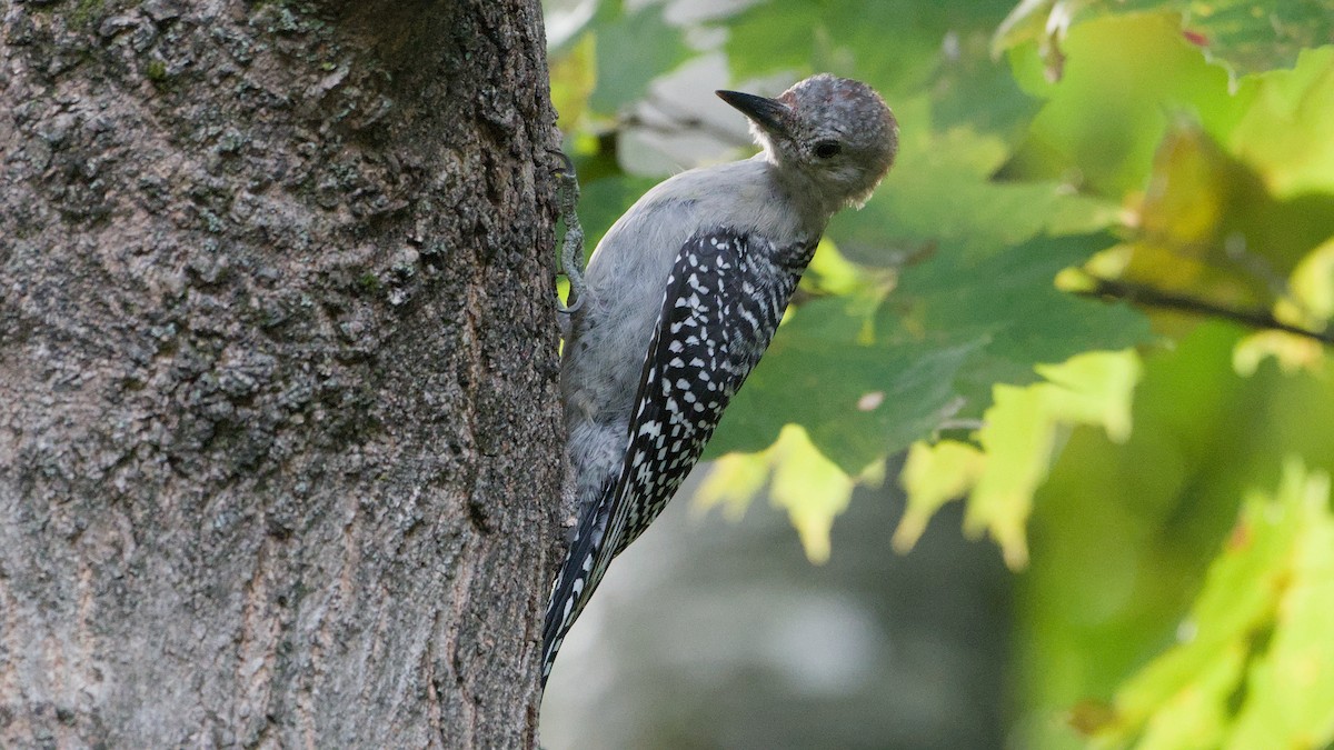 Red-bellied Woodpecker - ML641978897