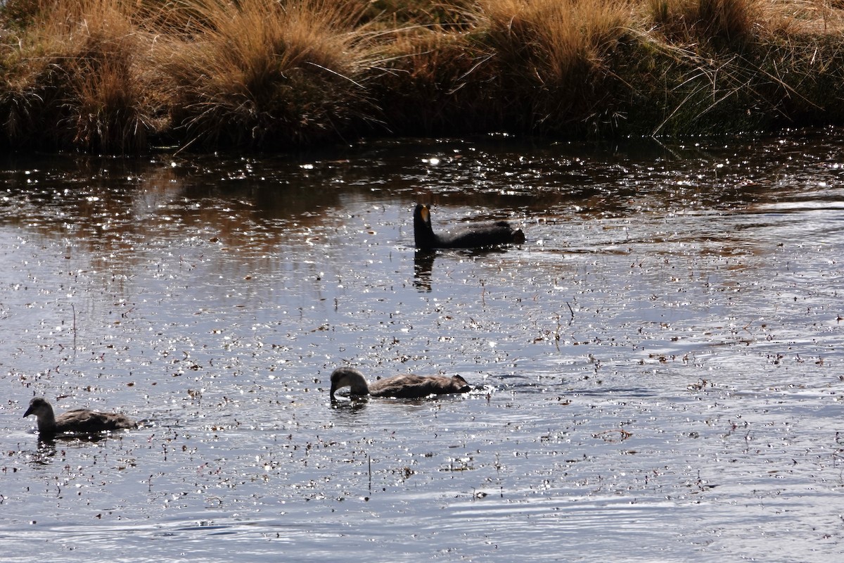 Giant Coot - ML641978904