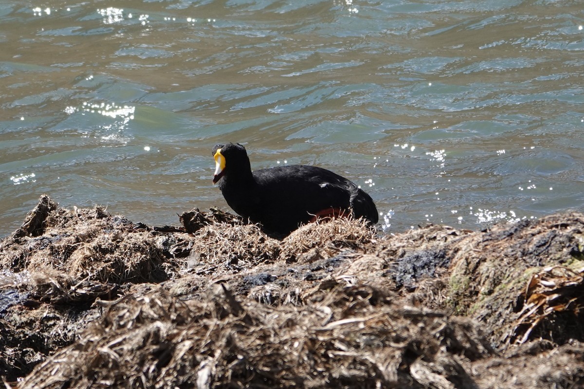 Giant Coot - ML641978910