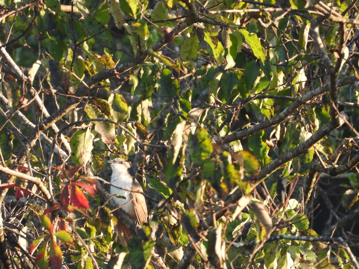 Yellow-billed Cuckoo - ML641978912