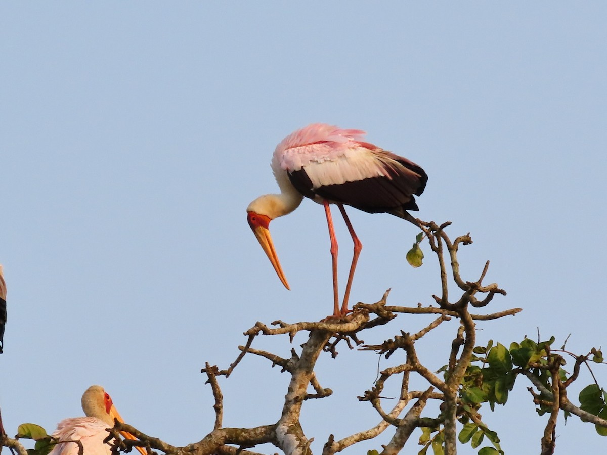 Yellow-billed Stork - ML641978955