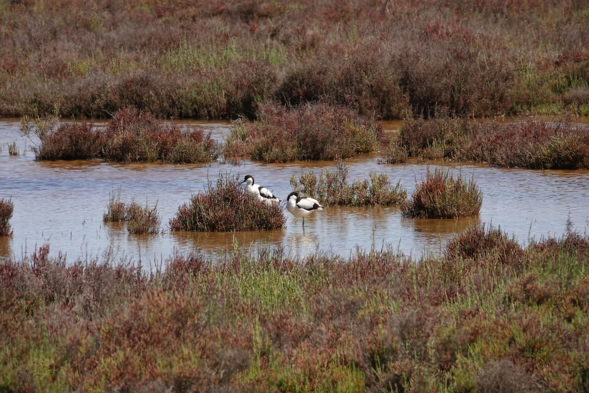 Avocetta - ML641978957