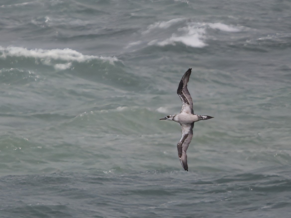 Northern Gannet - ML641978993