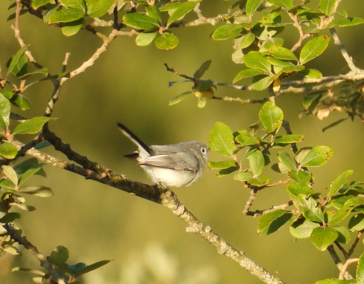 Blue-gray Gnatcatcher - ML641978994
