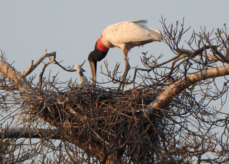 Jabiru - ML641979050
