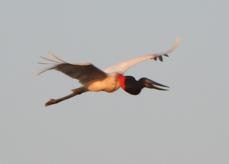 Jabiru - ML641979052