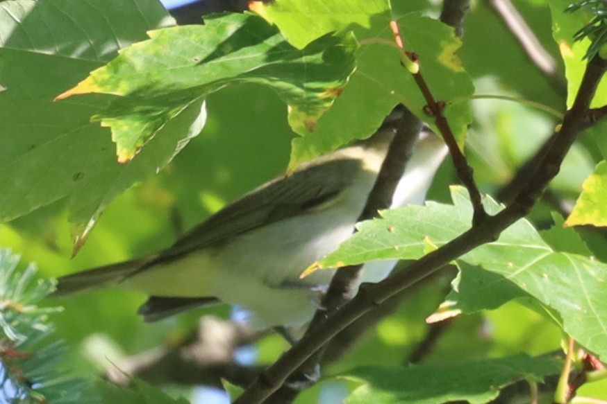 Red-eyed Vireo - ML641979064