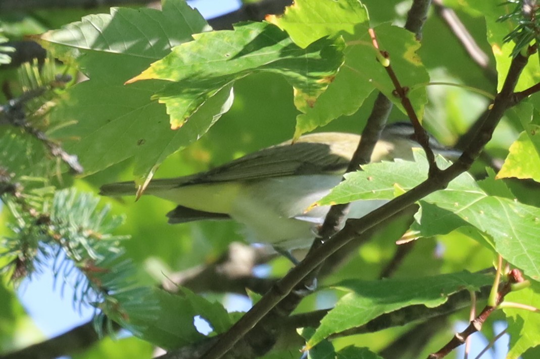 Red-eyed Vireo - ML641979065