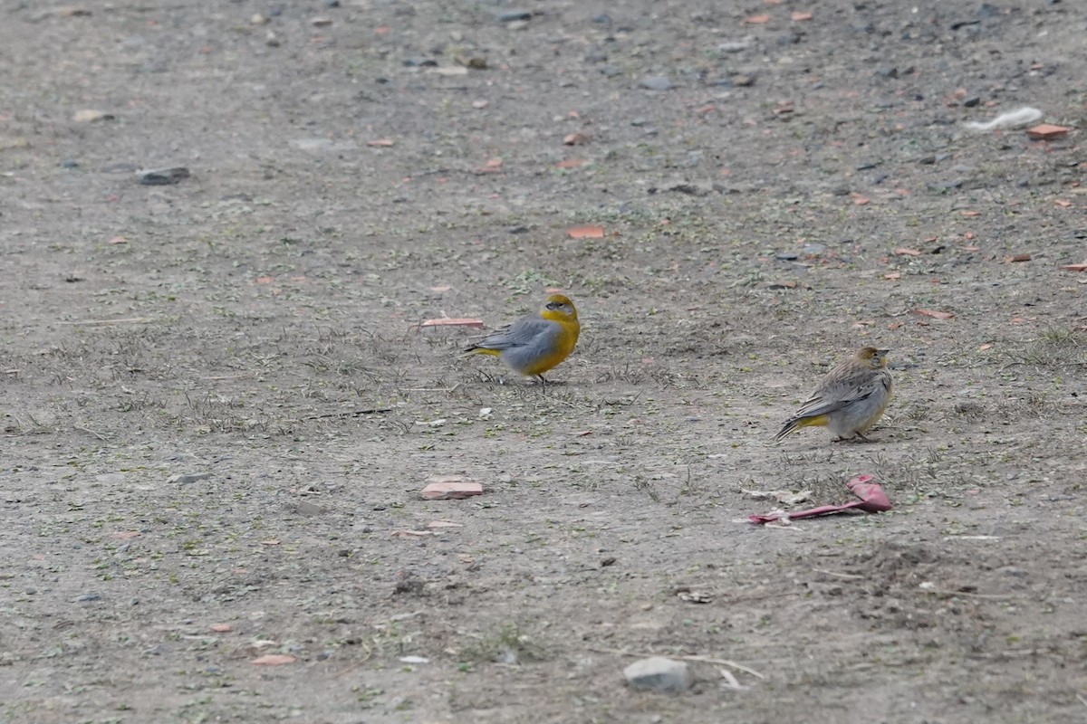 Bright-rumped Yellow-Finch - ML641979089