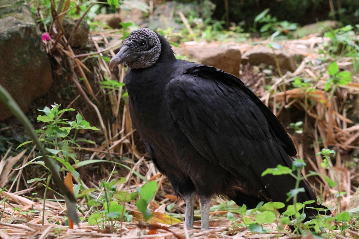 Black Vulture - ML641979103