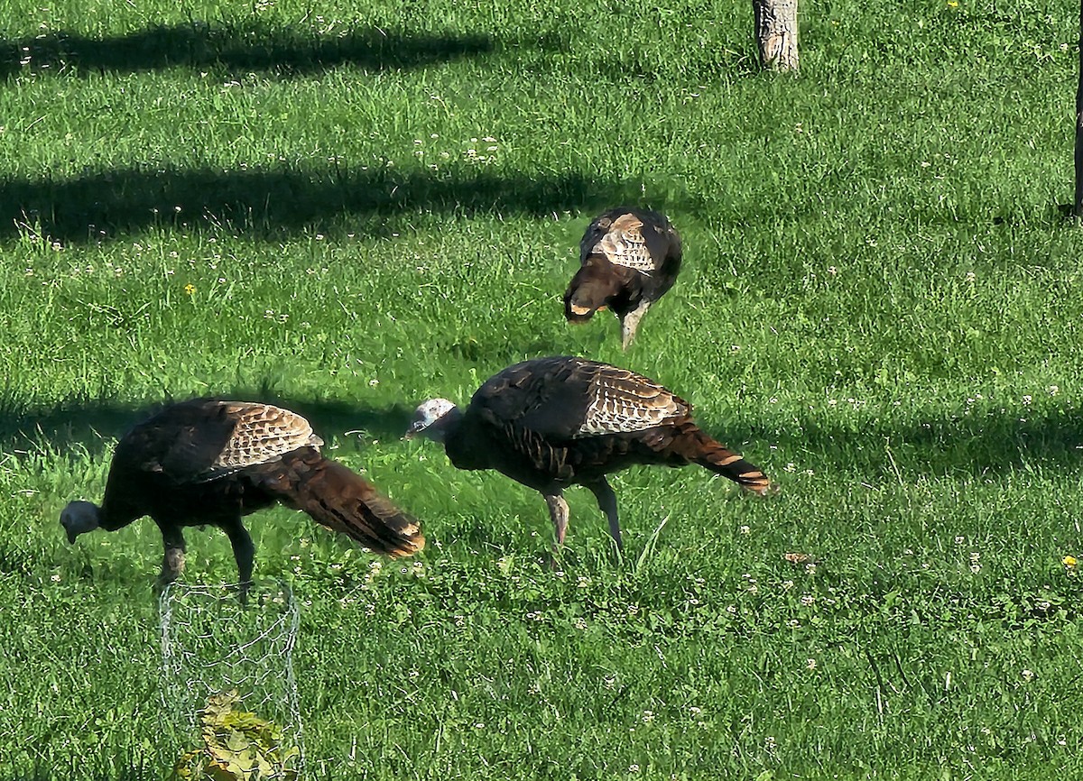 Wild Turkey - ML641979107