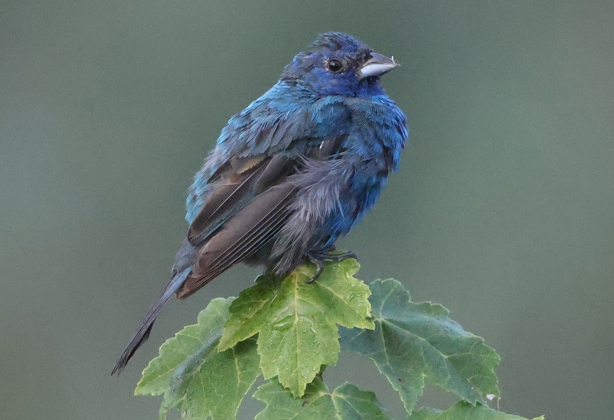 Indigo Bunting - ML641979108