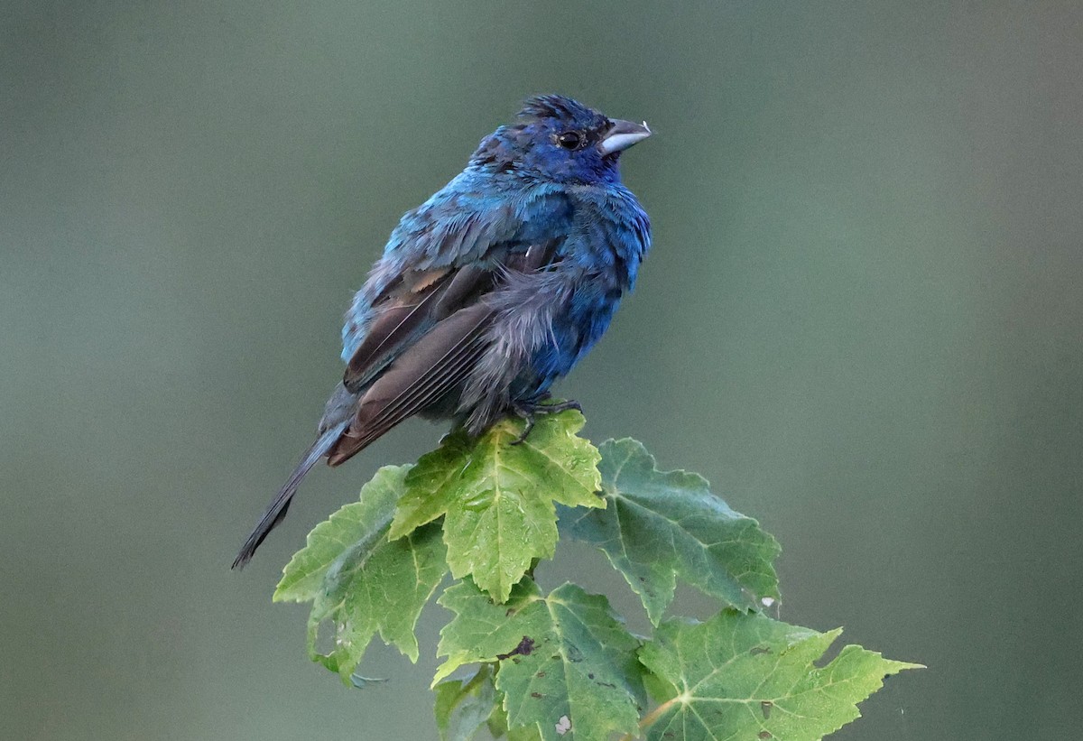 Indigo Bunting - ML641979109