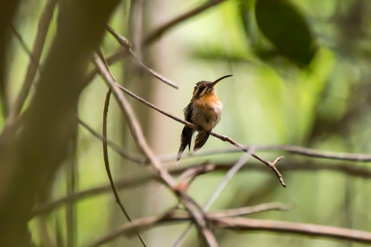 kolibřík hnědohrdlý - ML64197911