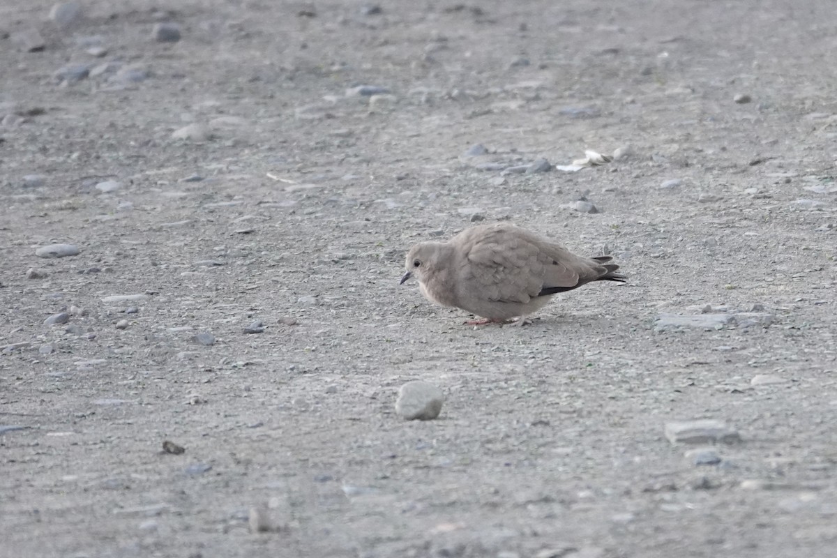 Golden-spotted Ground Dove - ML641979141