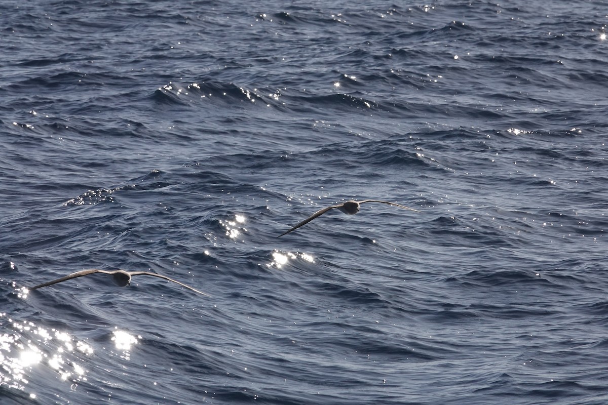 Cory's/Scopoli's Shearwater - ML641979147
