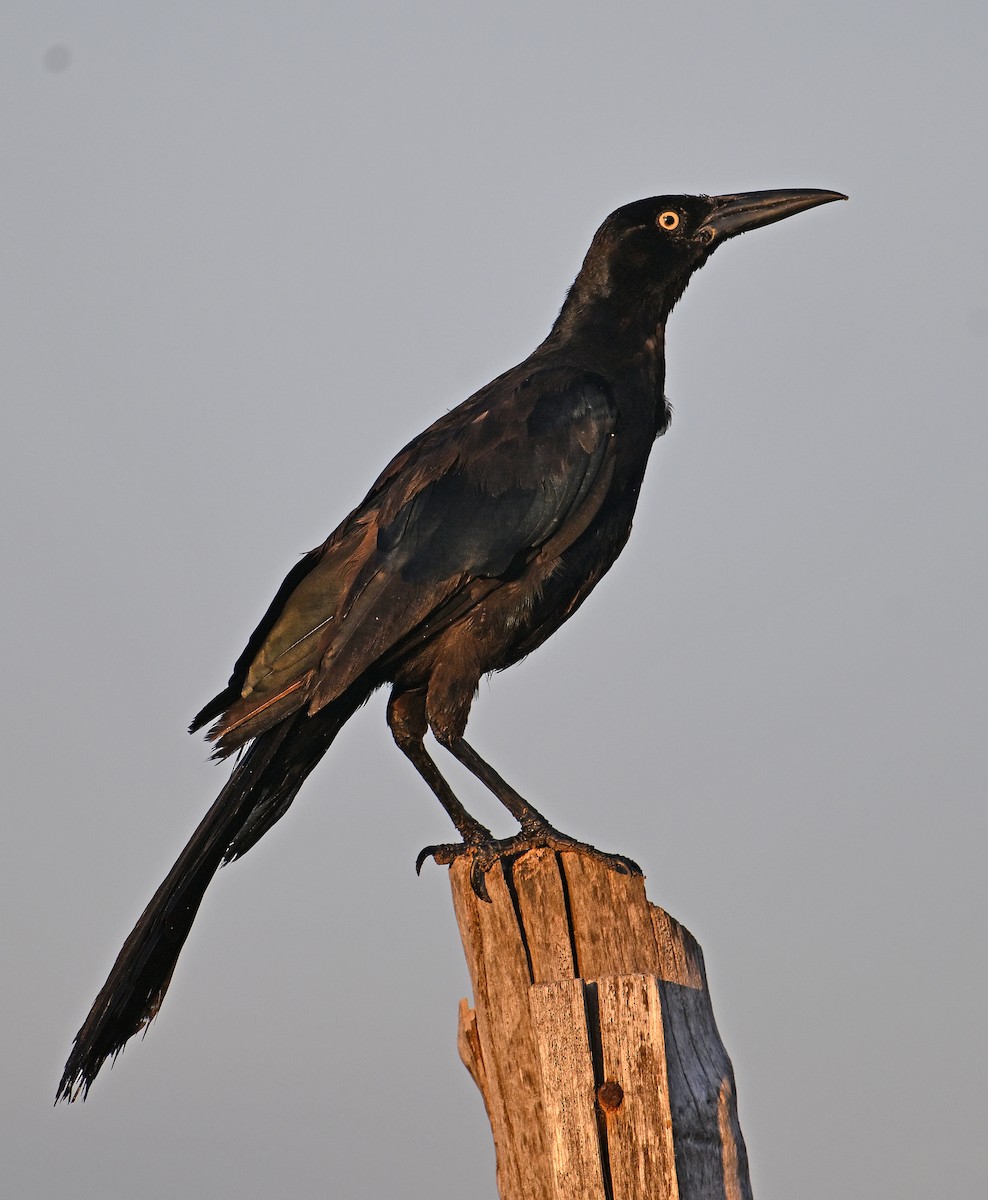 Great-tailed Grackle - ML641979152