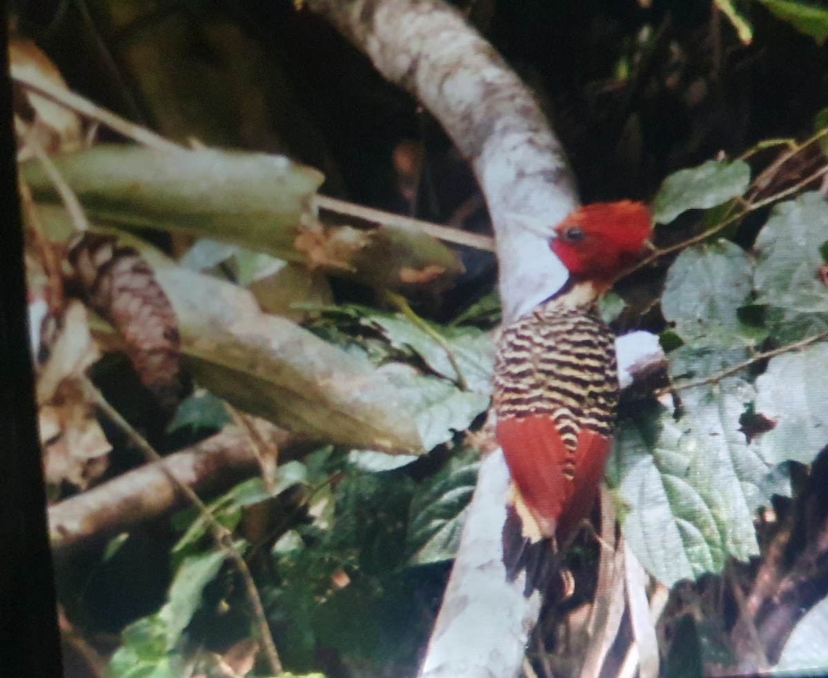 Rufous-headed Woodpecker - ML641979170