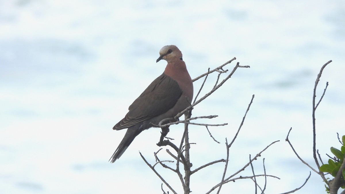 Red-eyed Dove - ML641979171